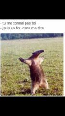 Sebastien Bouju