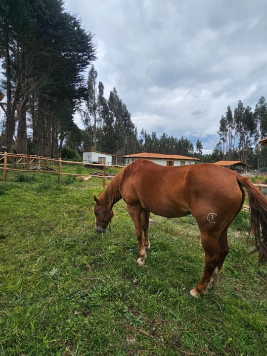 Nilo Mora
