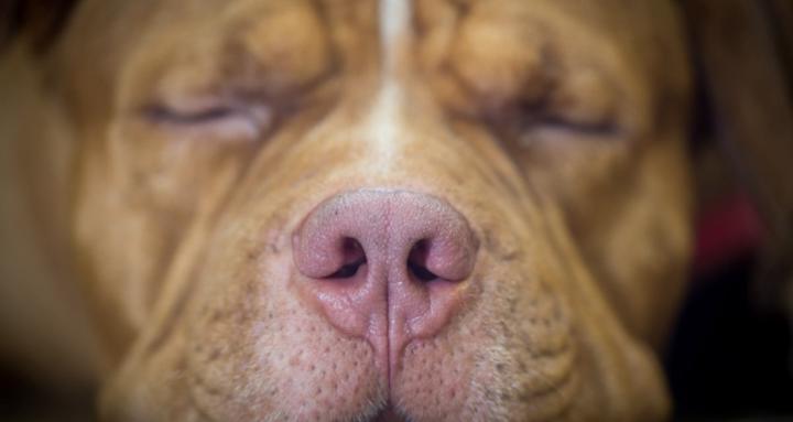 American Bully Group