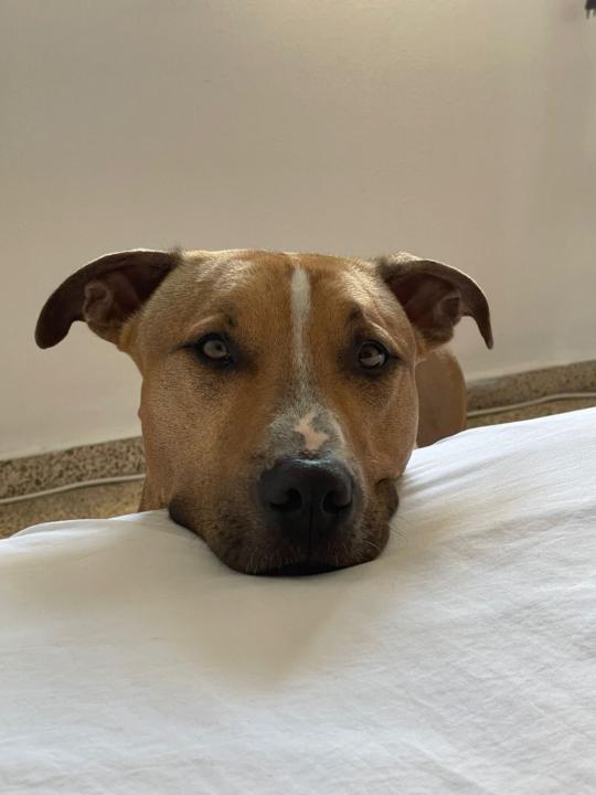 Fernando Leonardelli