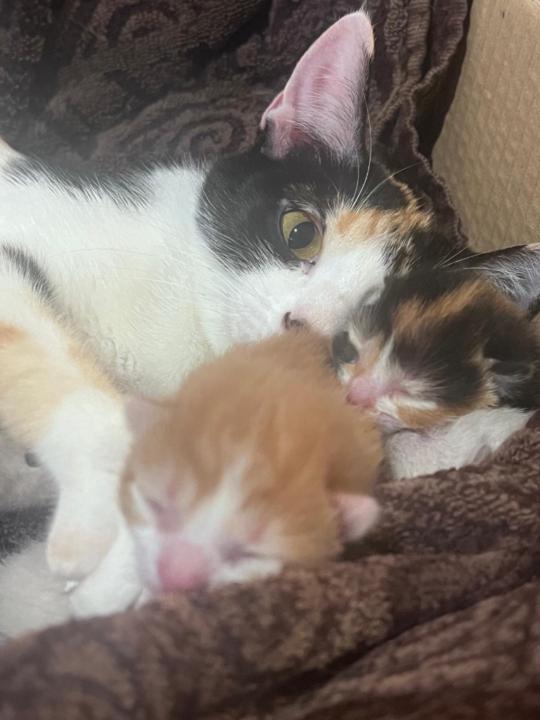 Rosario Roldan Venegas