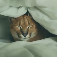 GodFather of Feline AI