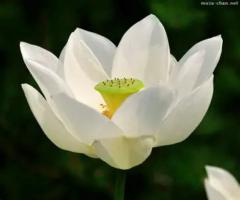 Moinaecha Linise