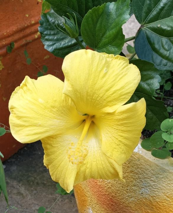 Pierre justin Monique