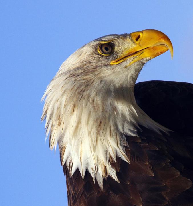 What Is Patriotism? Understanding the Meaning Behind the Word