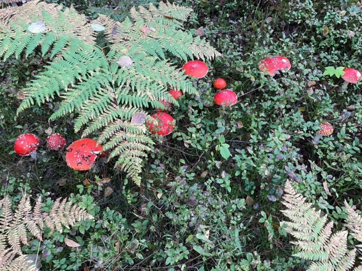 Oddny Grotle Føleide