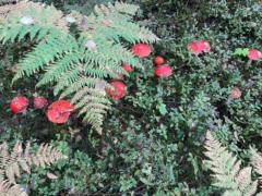 Oddny Grotle Føleide