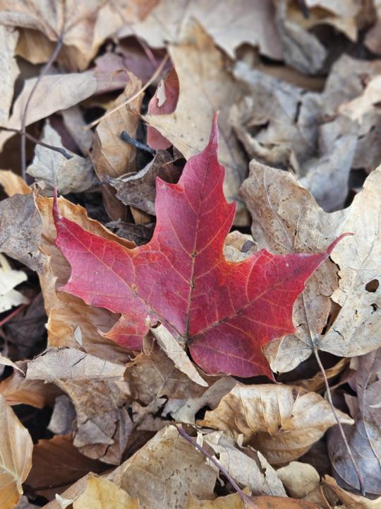 Melissa Fessenbecker