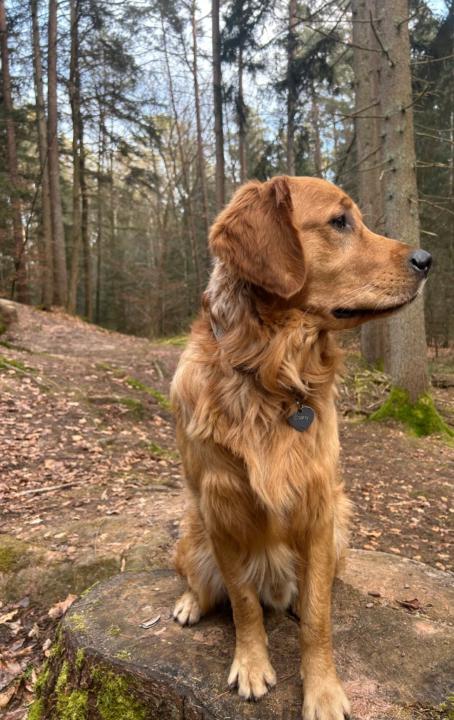 Stephanie Wimmelbacher