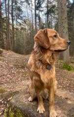 Stephanie Wimmelbacher