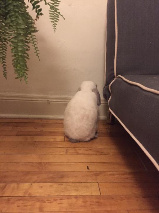 Gabrielle Mastronardo