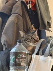 碰 Peng