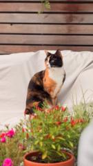 Christian von zur Gathen