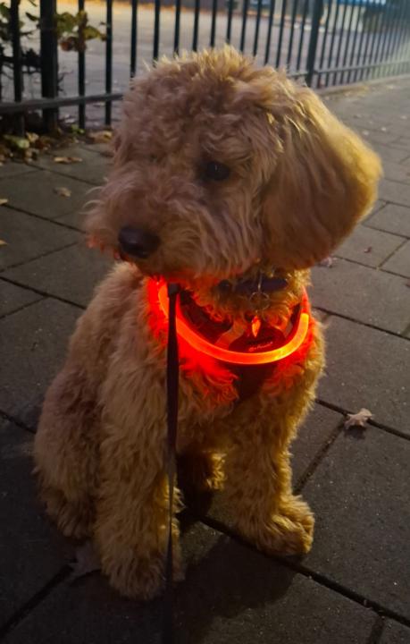 Kim-Susanne van Loosbroek