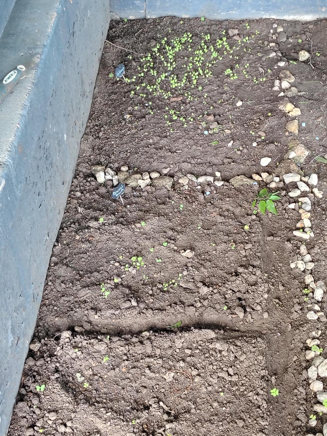 Gardening for relaxation