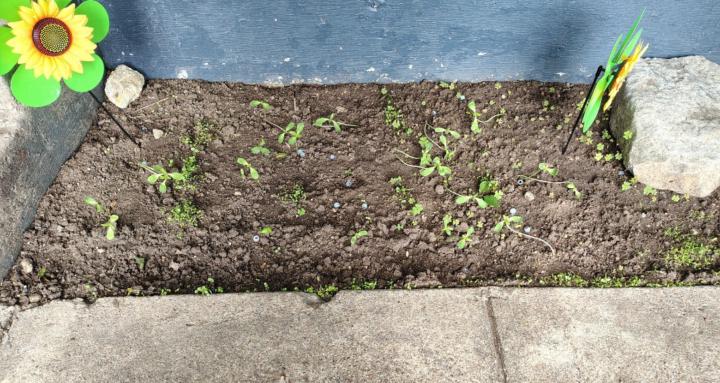 Gardening for relaxation