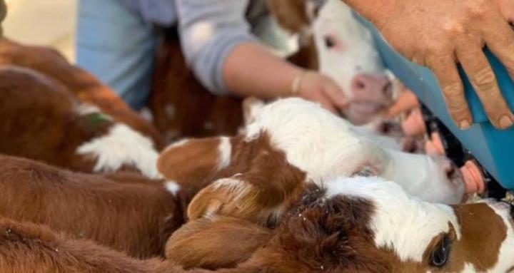 Farming - Calf rearing 