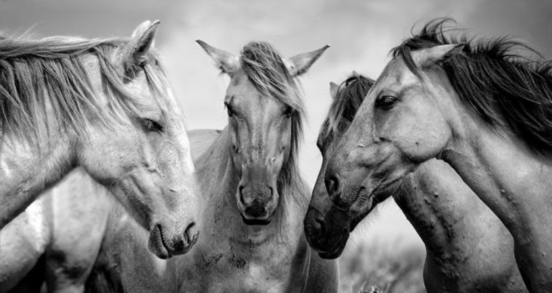 Equine Wisdom Institute