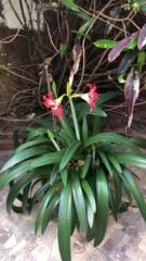 Gabriela Cunha ferré