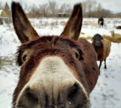 Konstantin Gerasymenko