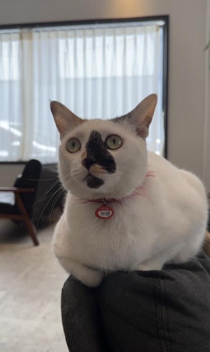 (圖)好奇問一下，去咖啡廳工作時你會考量甚麼環境?