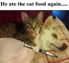 Where are the Meme's?