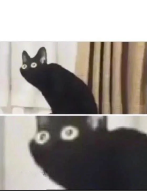 🎉 Caption This! 🐾✨