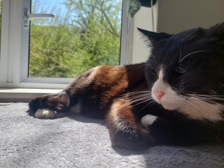 Have you seen this cat?
