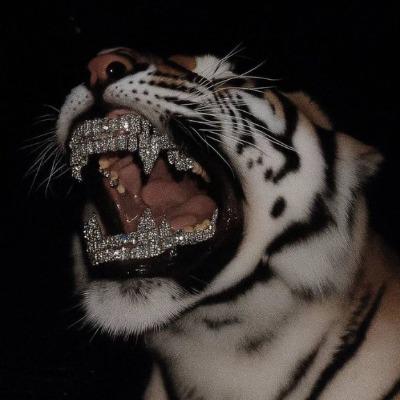 Json AI Money