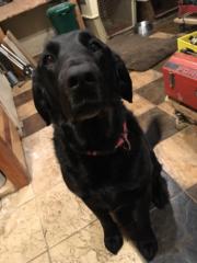 Meagan Haugen-Koechl