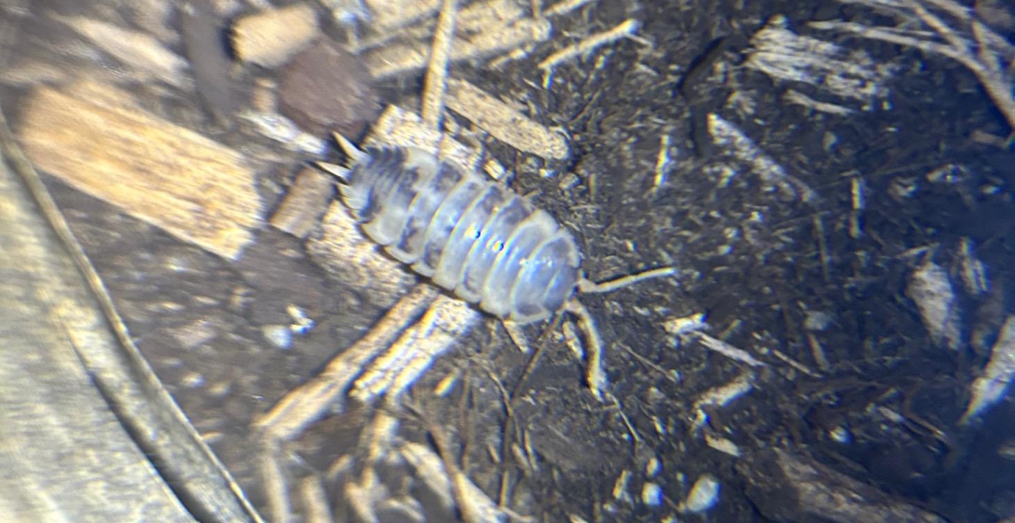 Starter bin for isopods