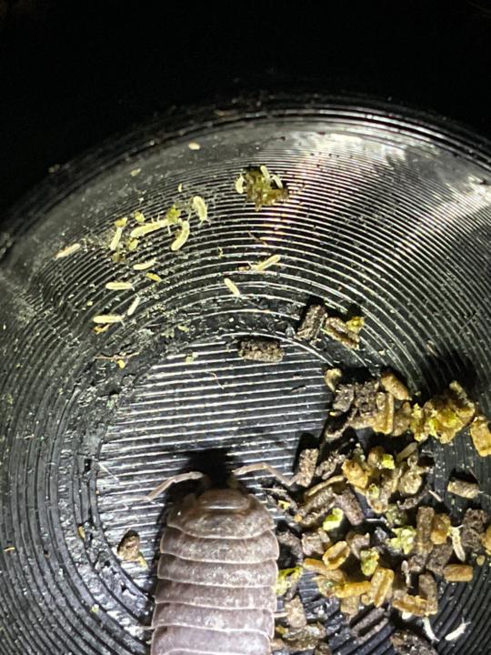 Party in the food bowl 