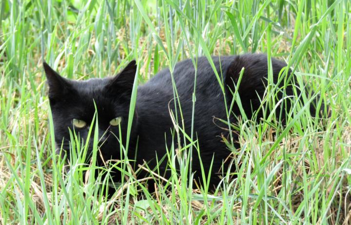 Marktsonntag: Die Katze mit den vielen Unverträglichkeiten