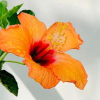 Virginia A. aisancia