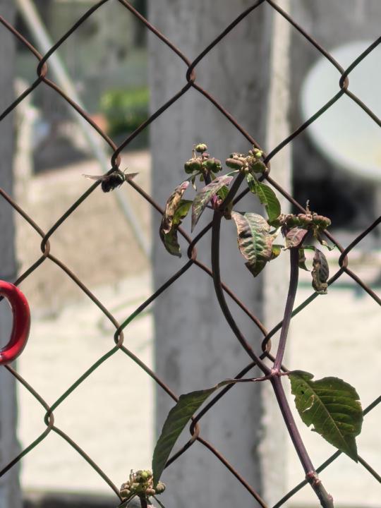 Manuel Alejandro Brigido Pablo