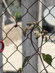 Manuel Alejandro Brigido Pablo