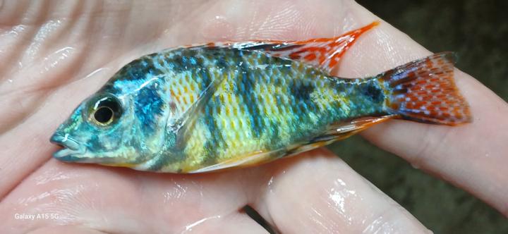 Otopharynx OB Tetrastigma