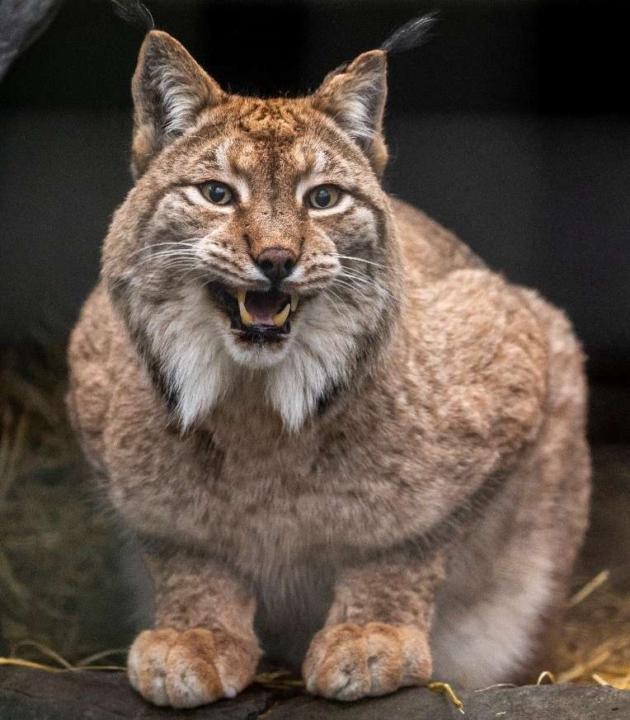 Lynx Lynx