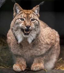 Lynx Lynx
