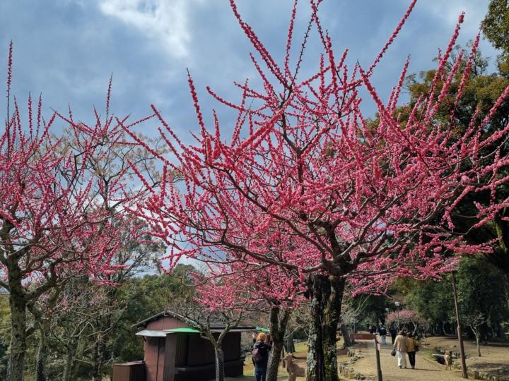 Osaka and the blossom