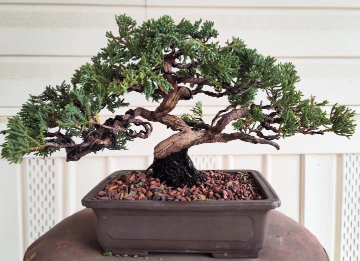 Bonsai 