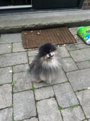 Maximus Akd