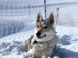 Aki Wolf