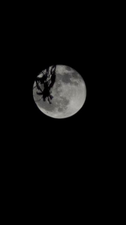 Laura Cortes bastidas