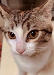 Elizabet Álvarez Acevedo