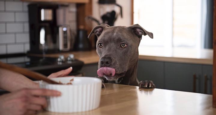 Pitbull Wellness & Co.