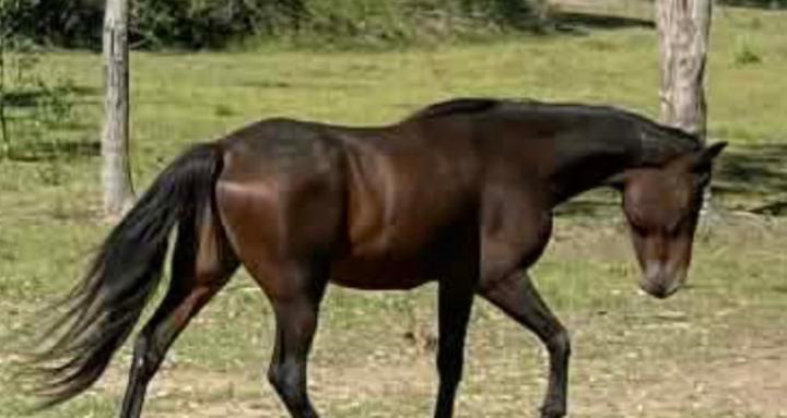 Horse basics to Advanced Care