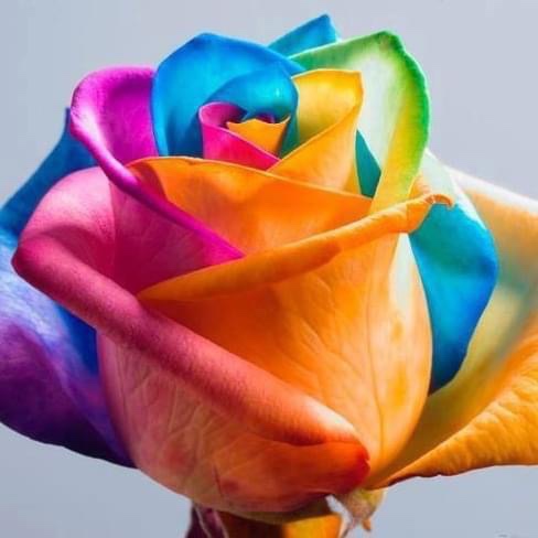 Rose Tawil