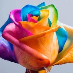 Rose Tawil