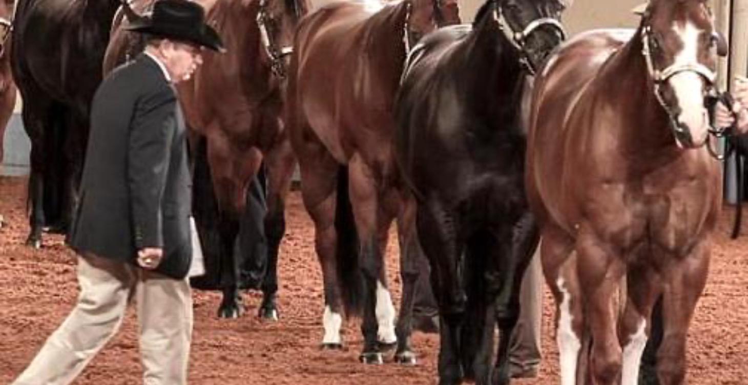 Horse Judging